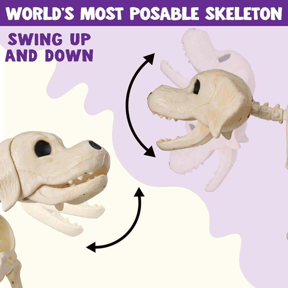 JOYIN Halloween Golden Retriever Skeleton 34” Animal Dog Plastic Skeleton wit...